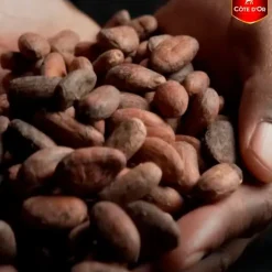 Côte d'Or Chocolade Mini Bouchée Pralines