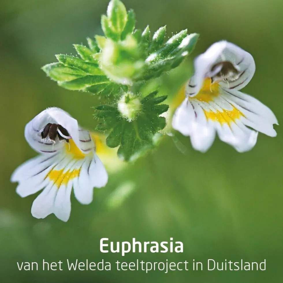 Weleda Ogentroost Oogdruppels Ampullen